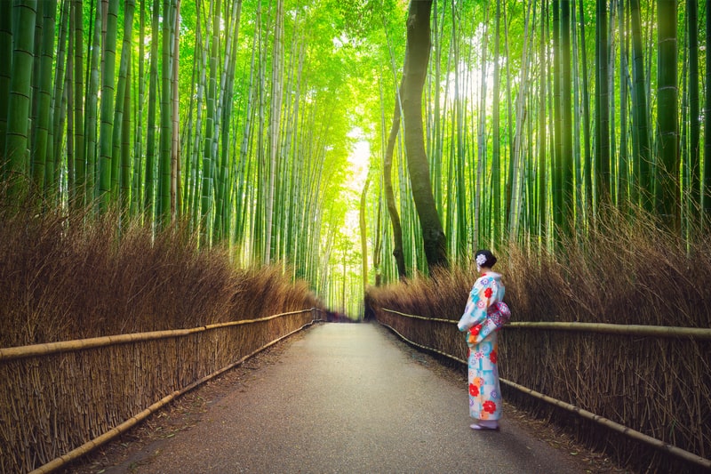 Japan Youth Travel wanders through the mystical Bamboo Forest of Arashiyama, surrounded by towering green stalks.