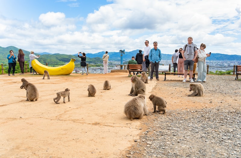 At Monkey Park Iwatayama, Japan Youth Travel enjoys breathtaking views of Kyoto while feeding friendly monkeys.